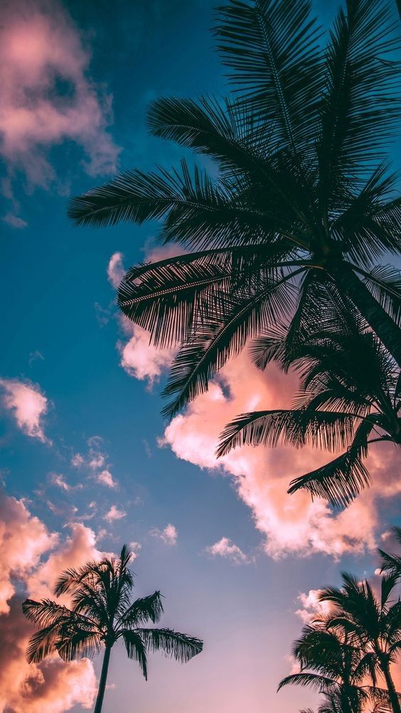 palm tree iphone wallpaper for beach lovers