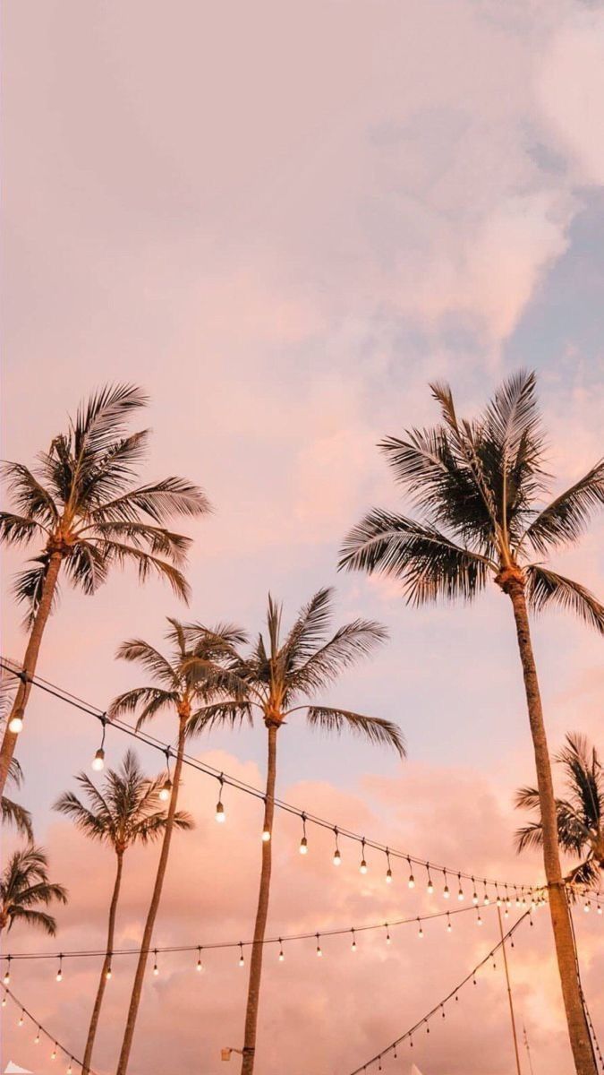 palm tree iphone wallpaper ideas