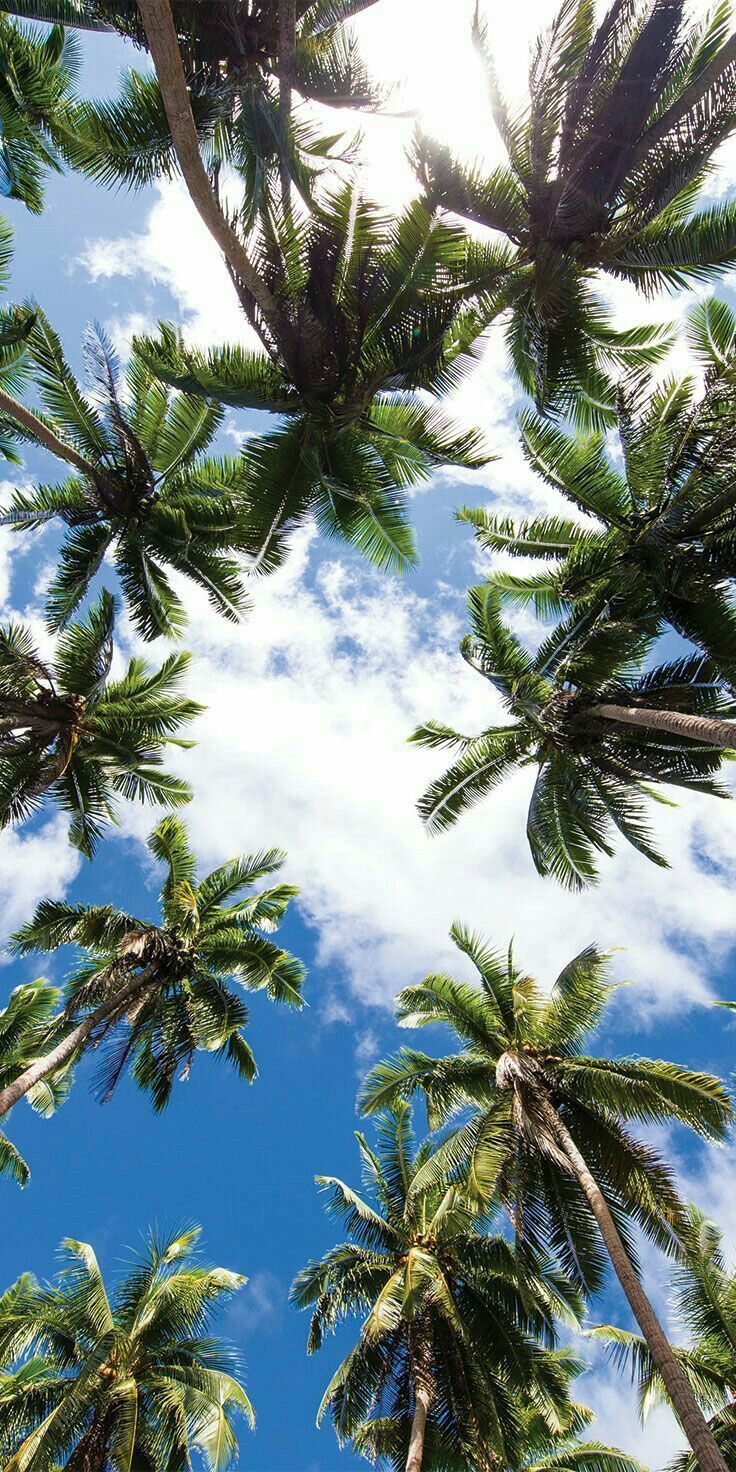 palm tree iphone wallpaper 0032