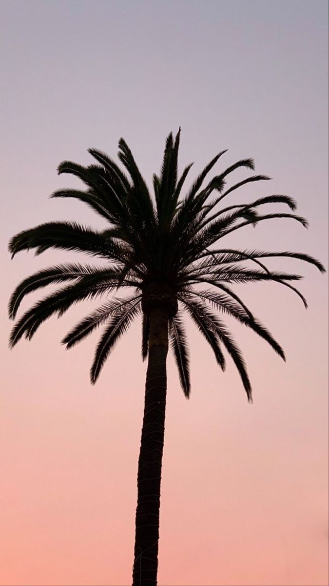 palm tree iphone wallpaper 0043