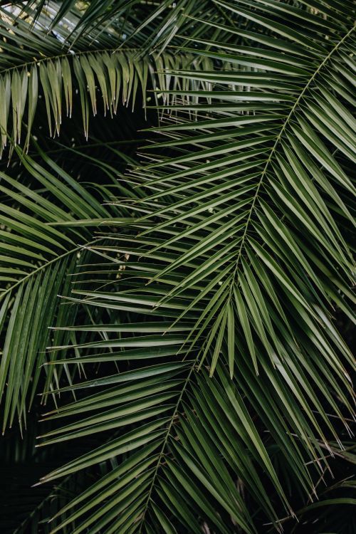 palm tree iphone wallpaper 0057