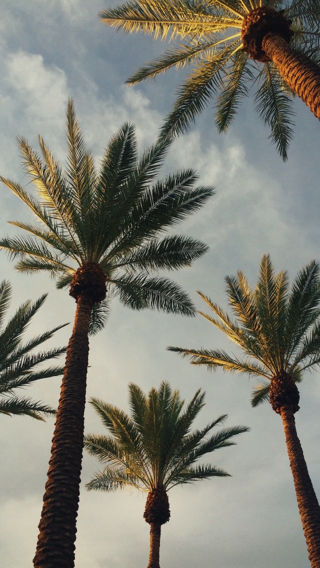 palm tree iphone wallpaper 0067