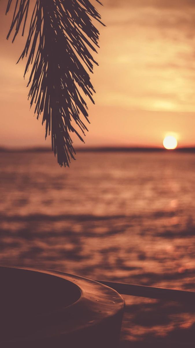 palm tree iphone wallpaper 0072