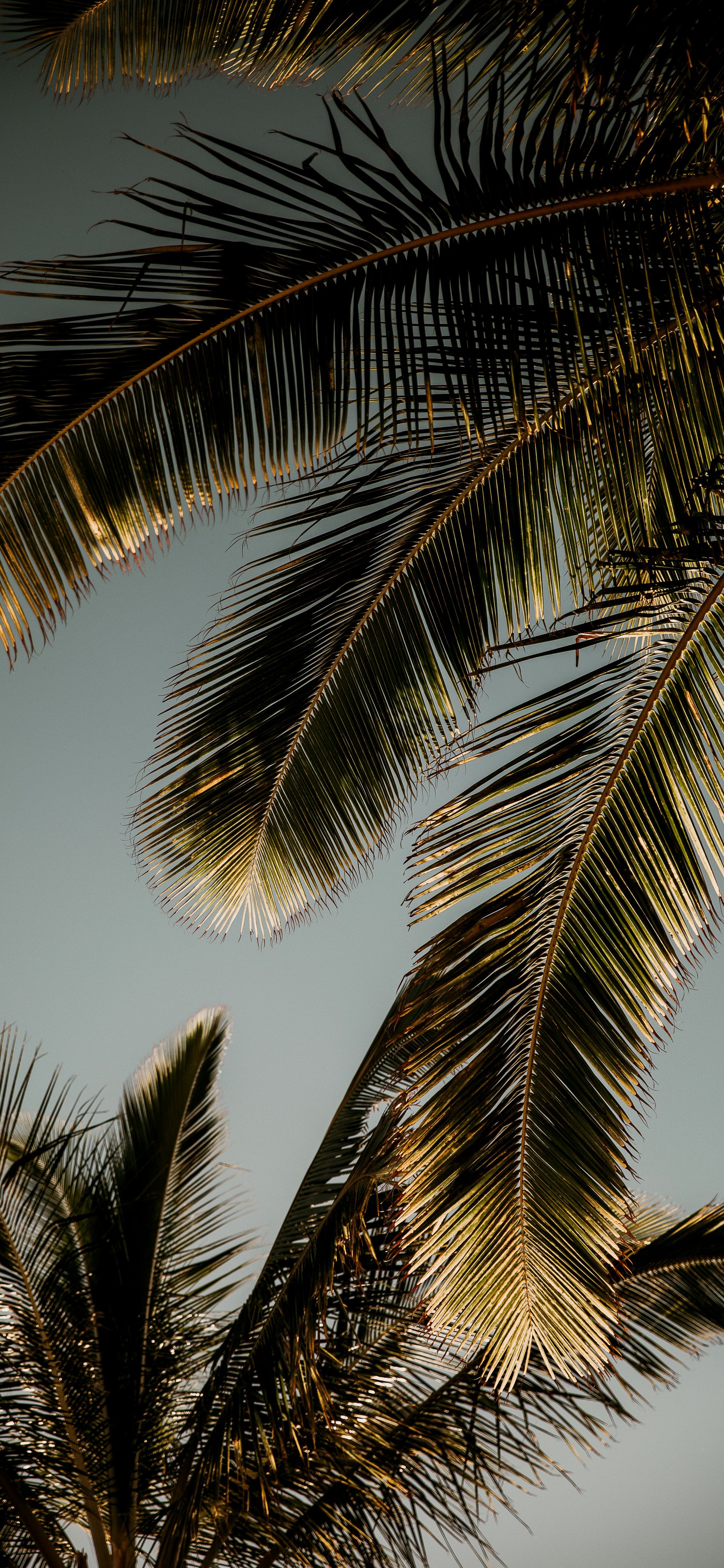 palm tree iphone wallpaper 0076