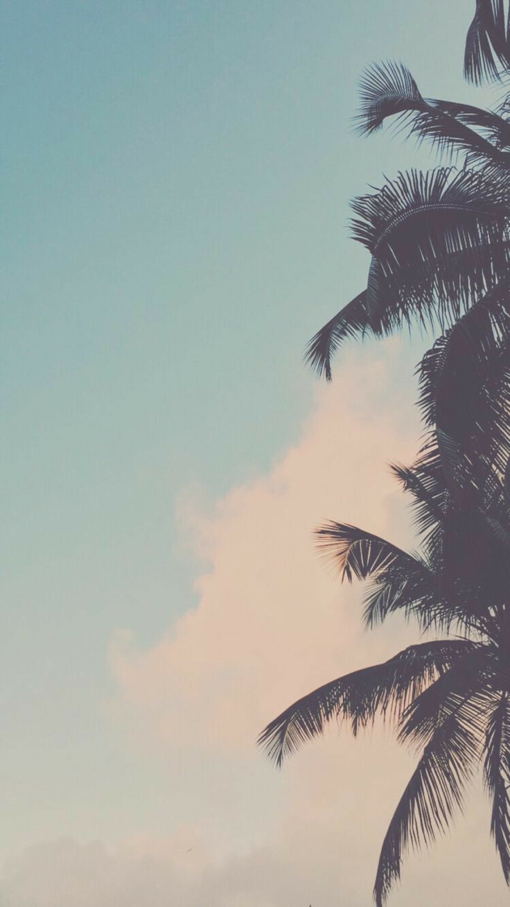 palm tree iphone wallpaper 0089