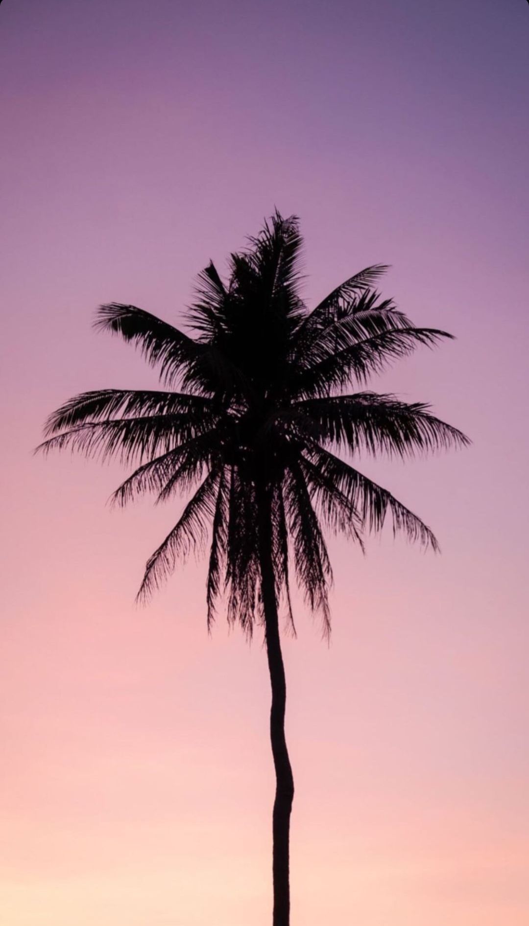 palm tree iphone wallpaper 0095