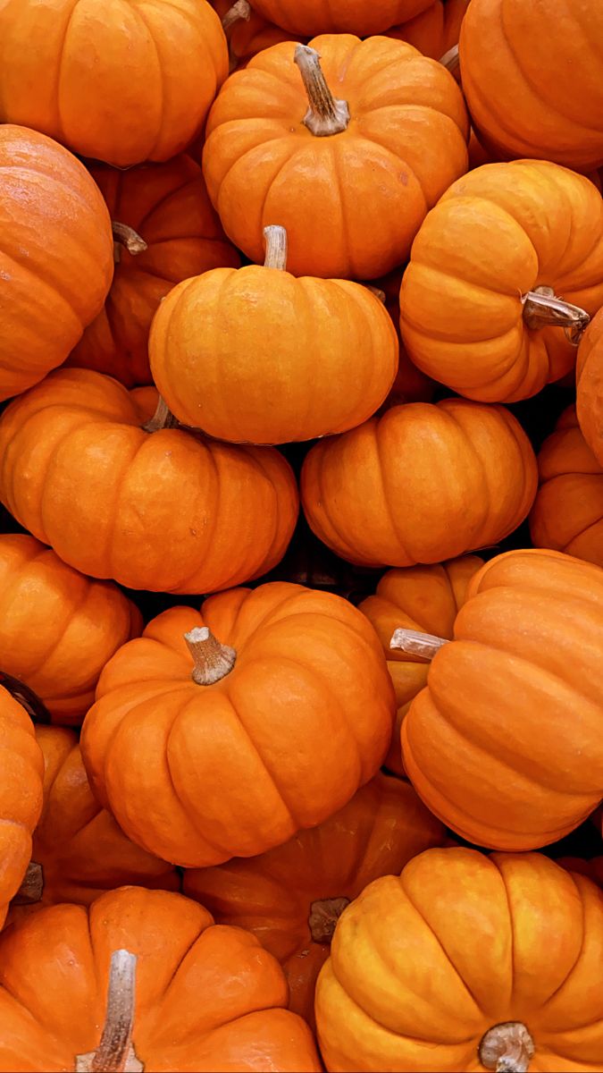 pumpkin iphone wallpaper 0068