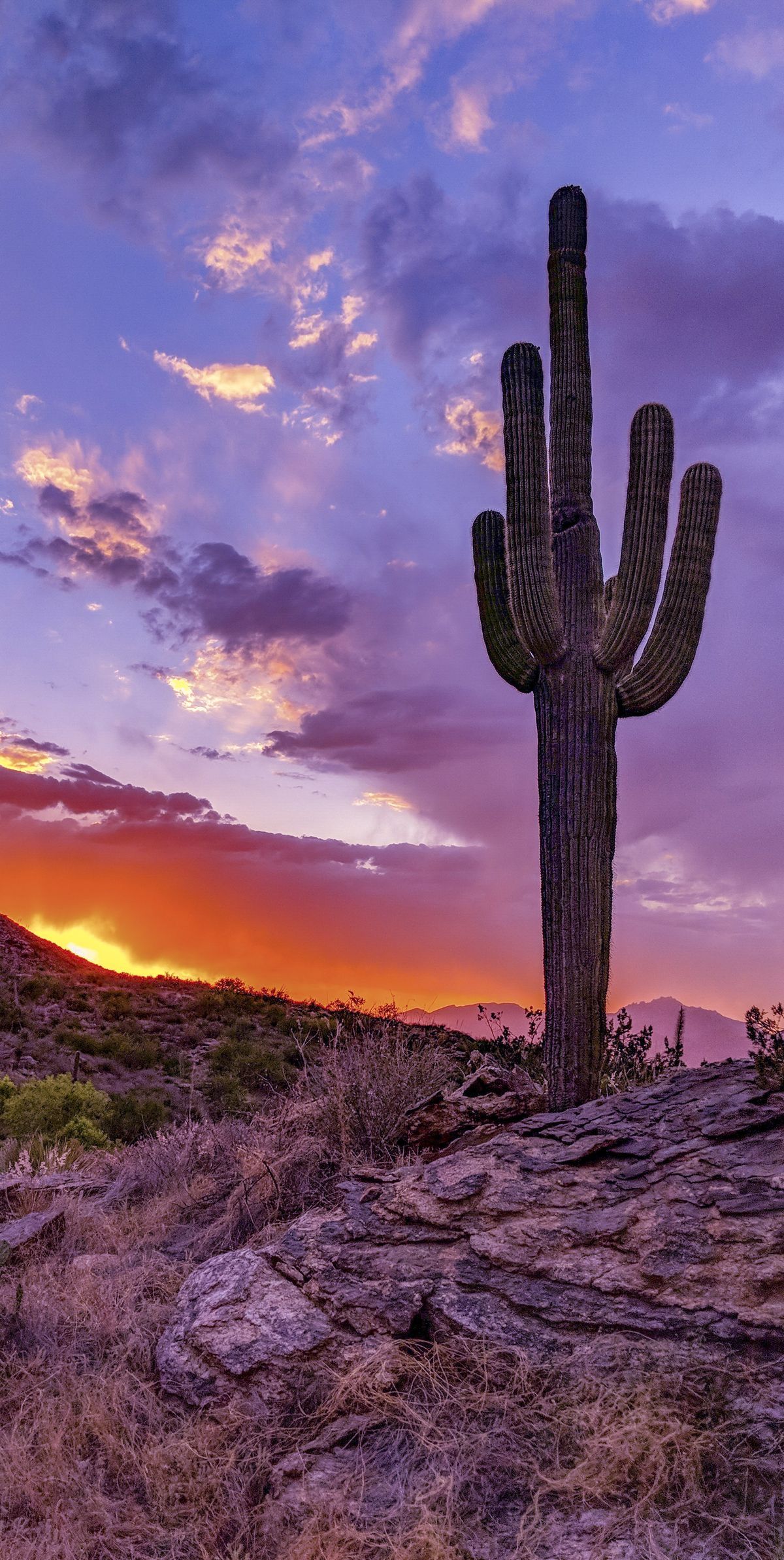 quirky cactus wallpaper iphone choices