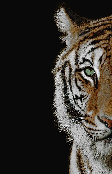 realistic tiger wallpaper for iphone