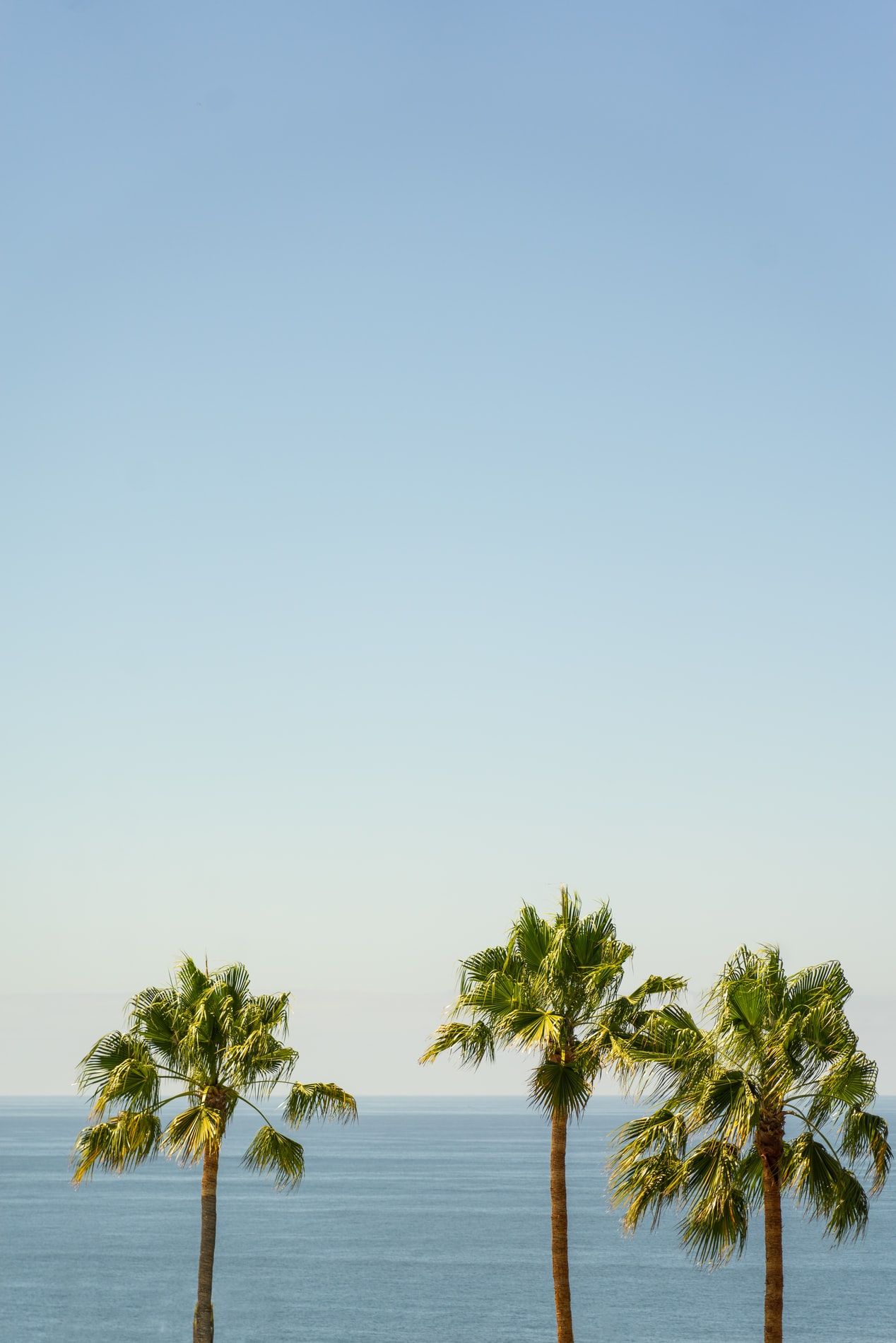 serene palm tree iphone wallpaper options