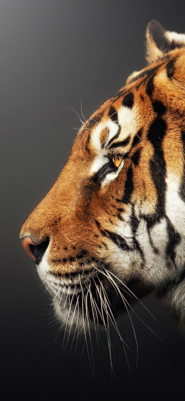 tiger illustration wallpaper iphone