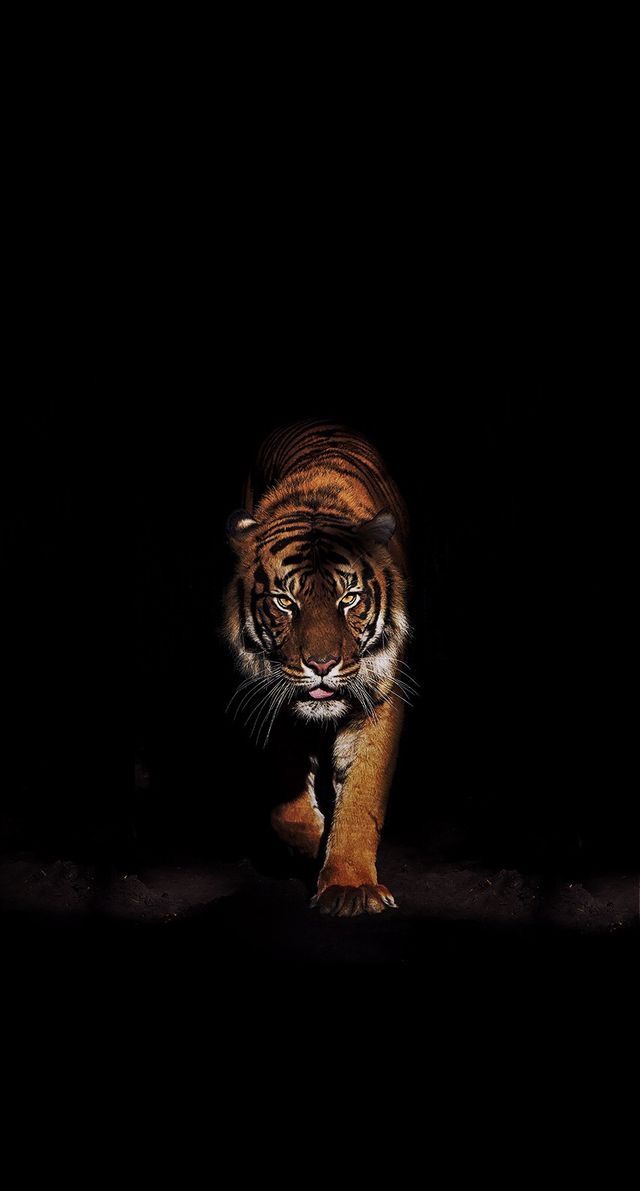 tiger wallpaper iphone aesthetic