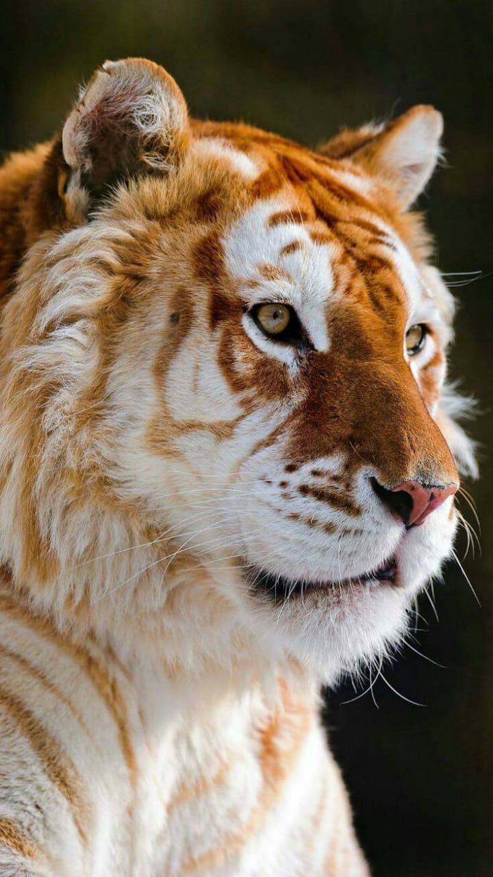 tiger wallpaper iphone 0020