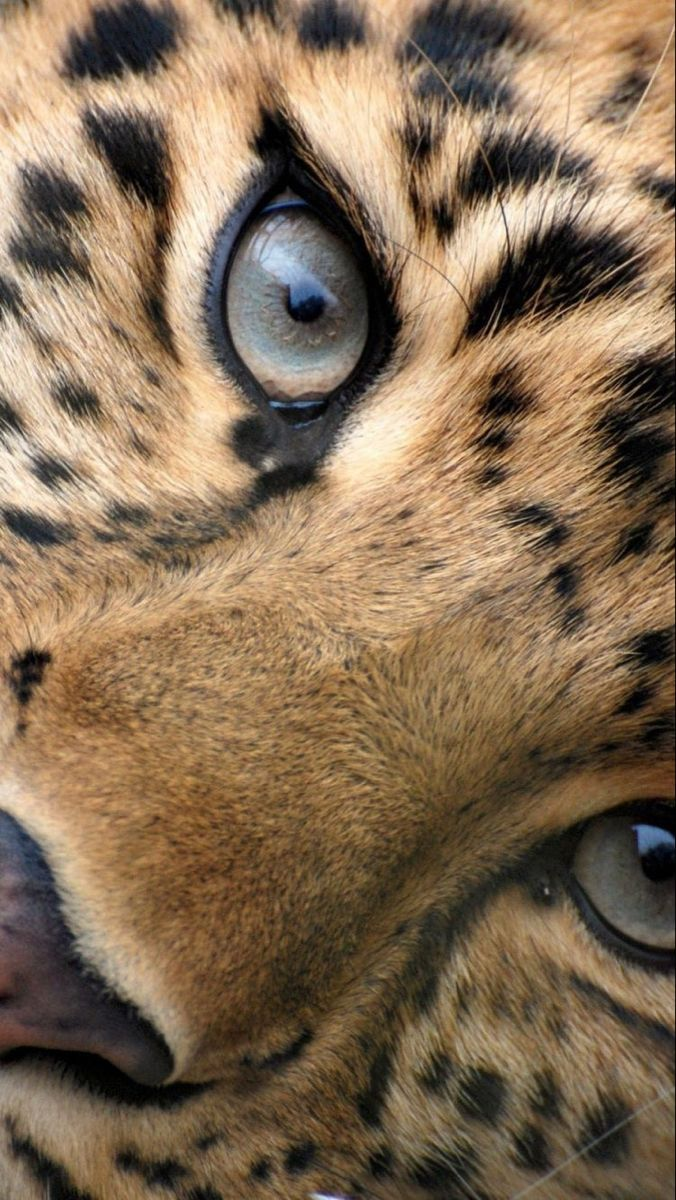 tiger wallpaper iphone 0021