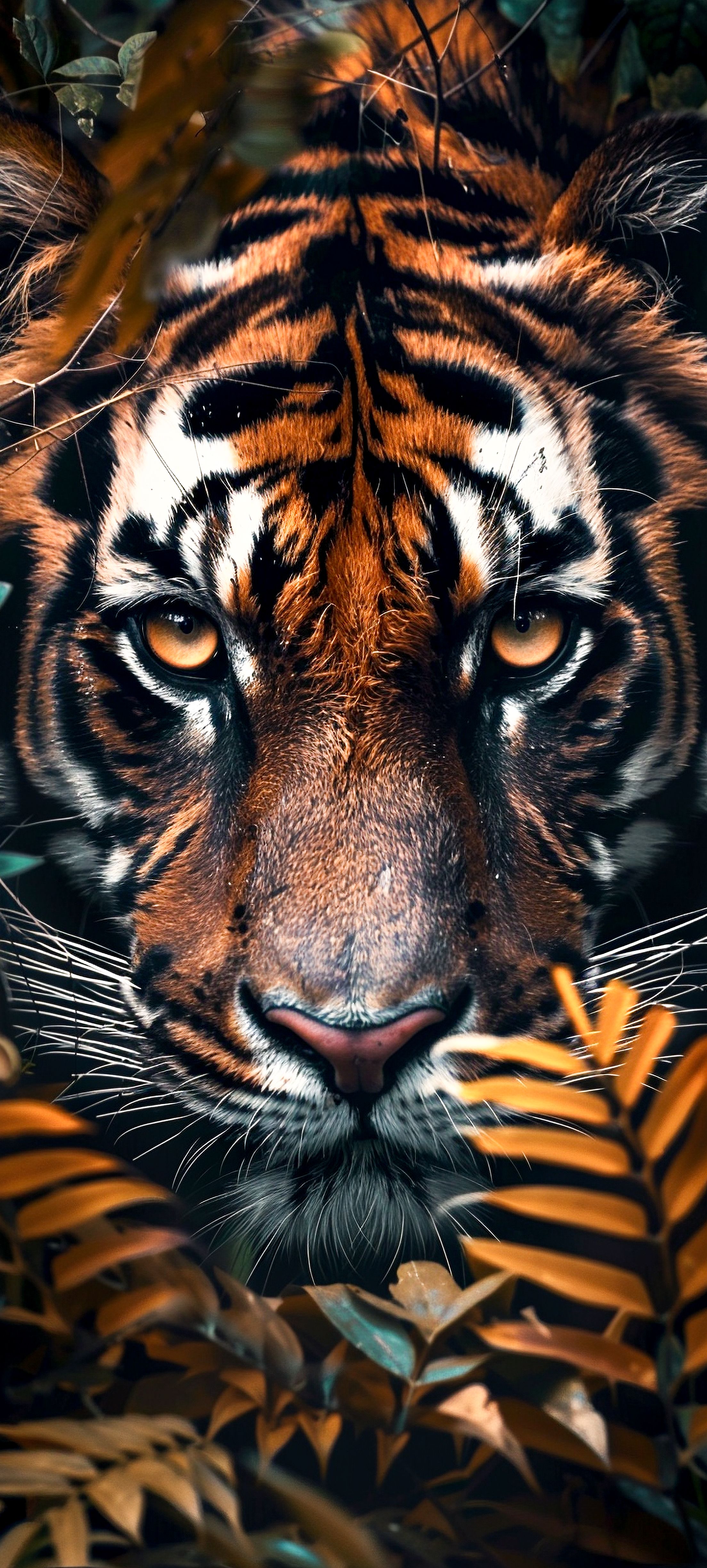 tiger wallpaper iphone 0029