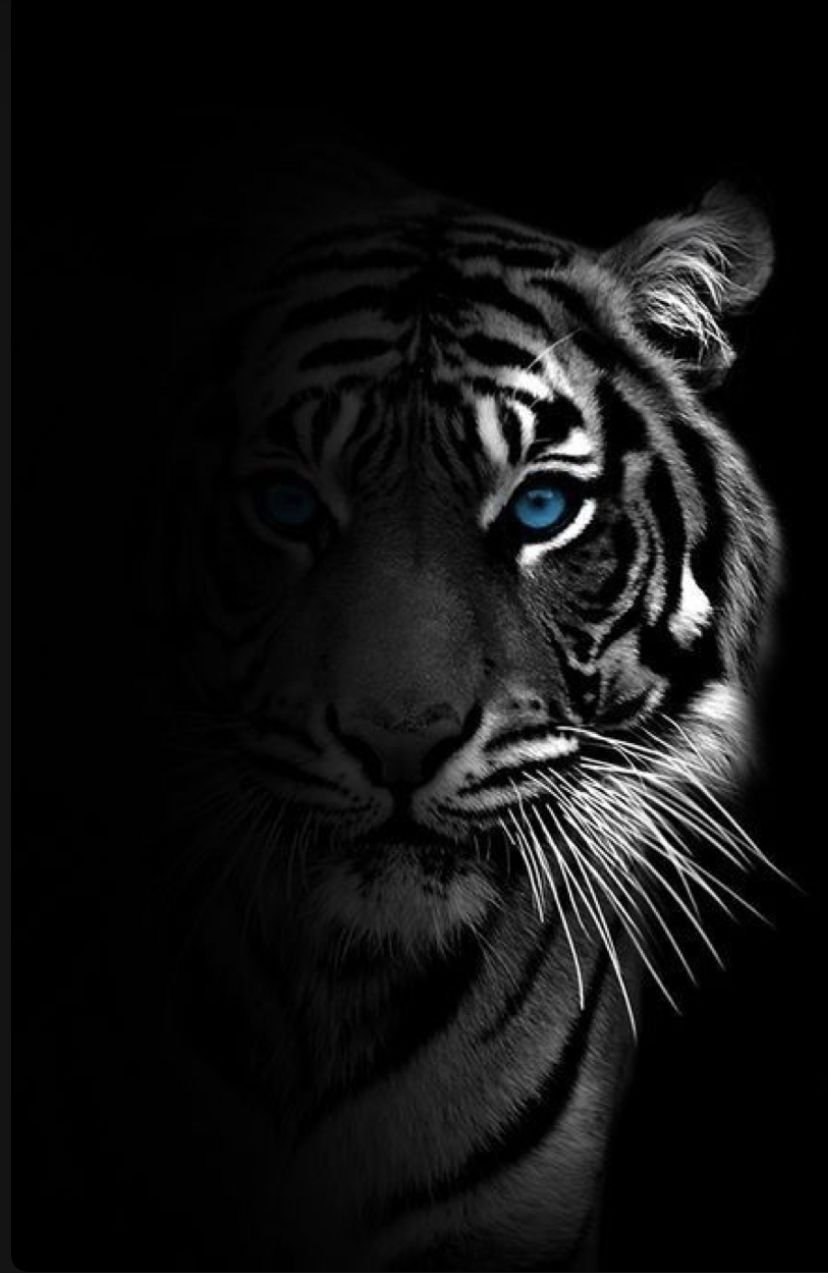 tiger wallpaper iphone 0031