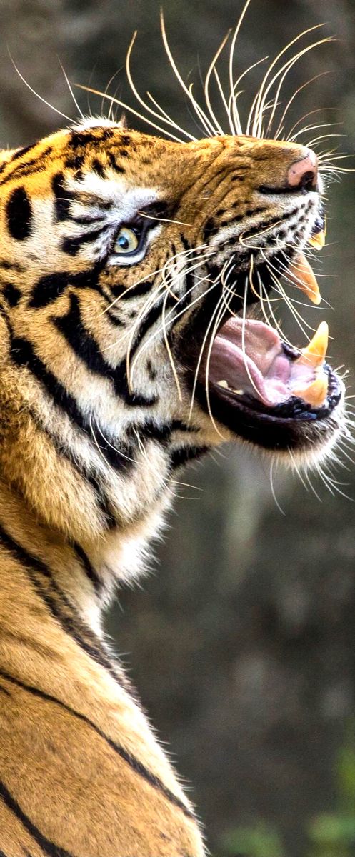 tiger wallpaper iphone 0037