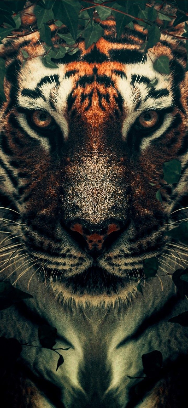 tiger wallpaper iphone 0039