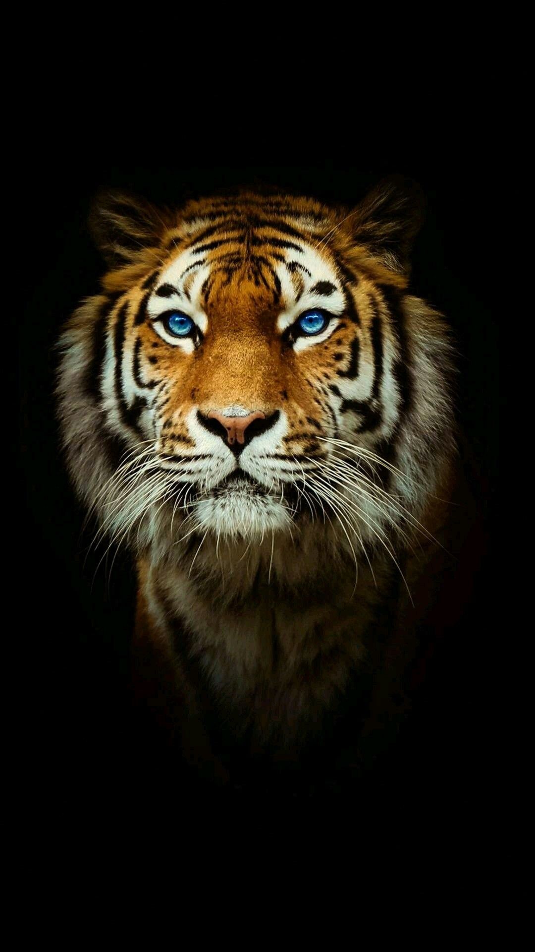 tiger wallpaper iphone 0047