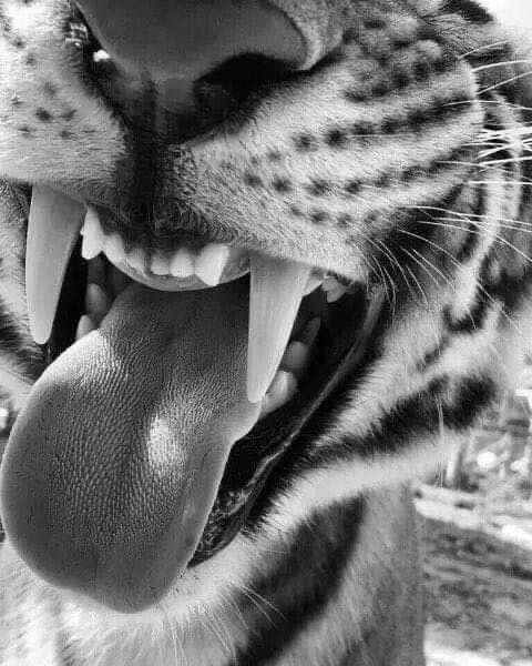 tiger wallpaper iphone 0050