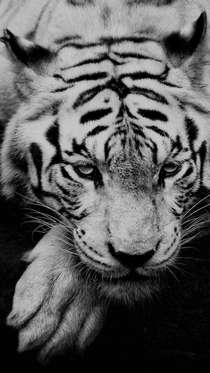 tiger wallpaper iphone 0064