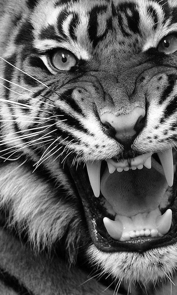 tiger wallpaper iphone 0065