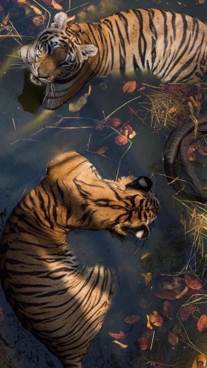 tiger wallpaper iphone 0081