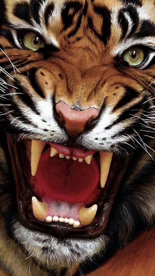 tiger wallpaper iphone 0090