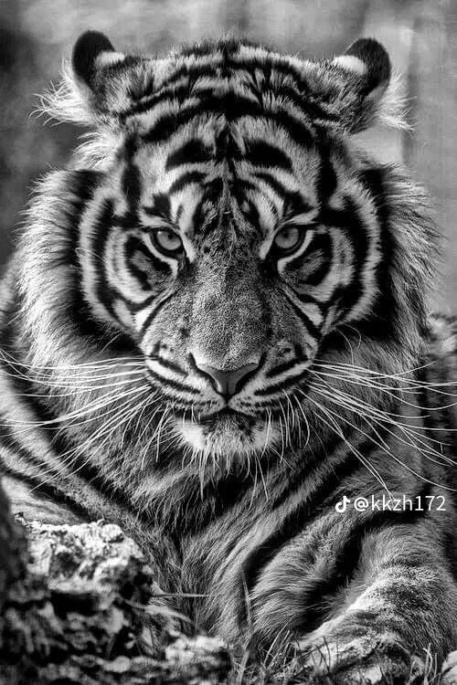 tiger wallpaper iphone 0094