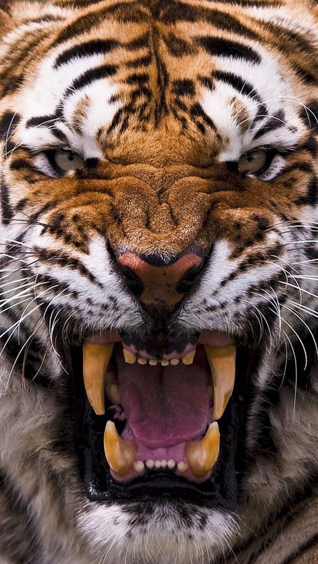 tiger wallpaper iphone 0096