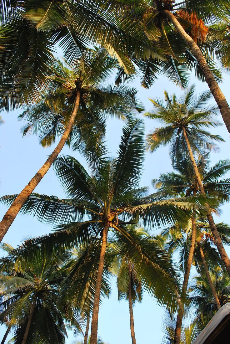 tropical palm tree iphone wallpaper collections