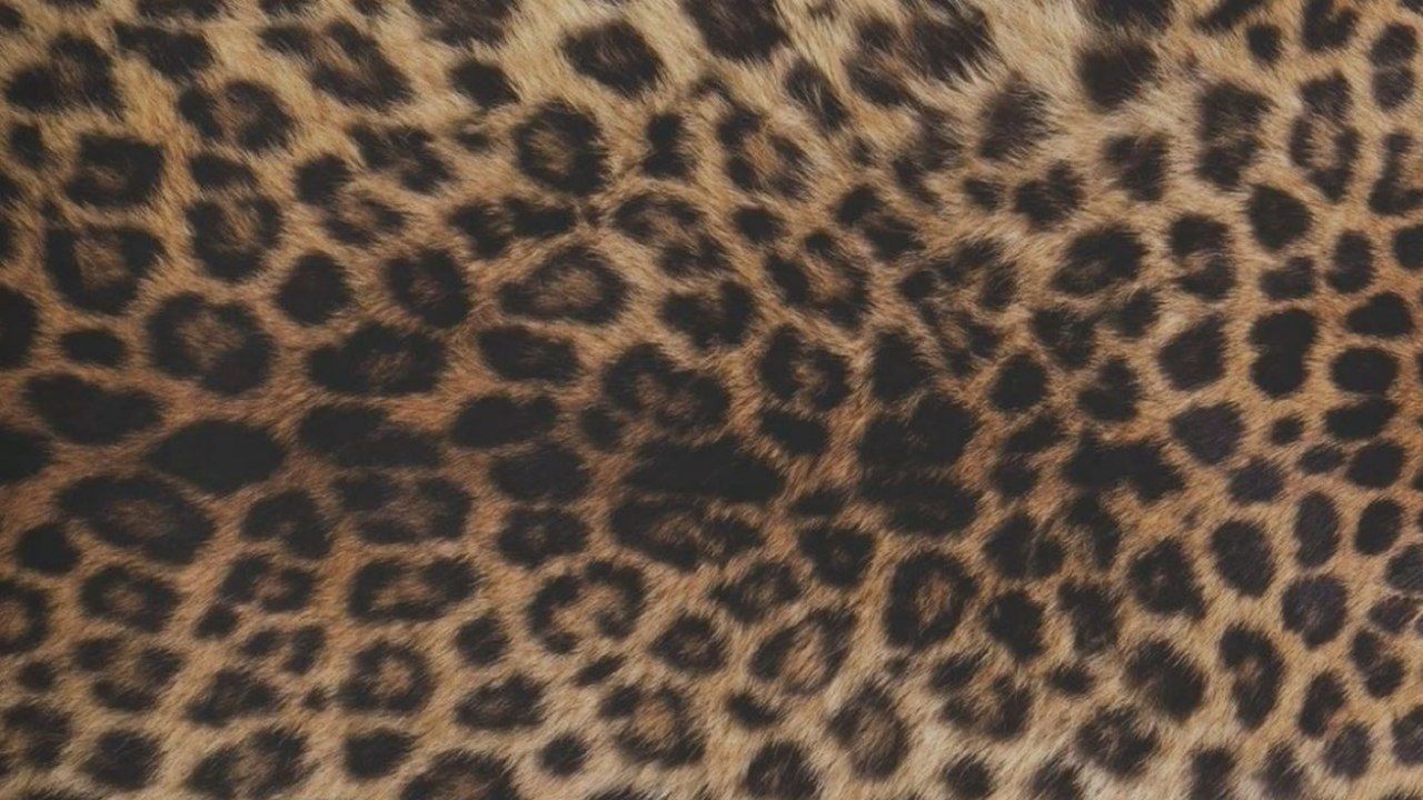 unique cheetah wallpaper styles for iphone