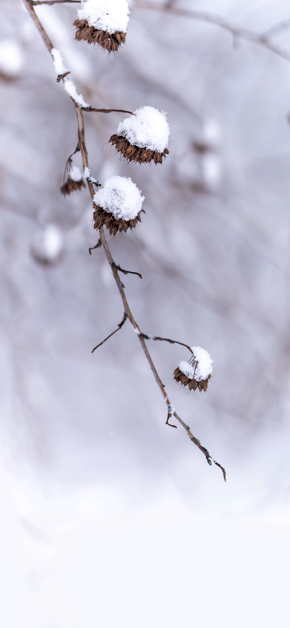 winter-themed iPhone wallpaper 4k download